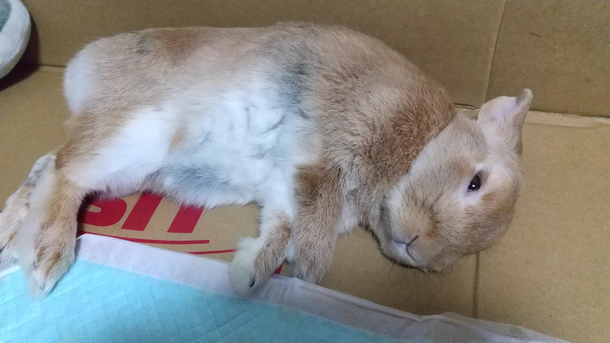 @GORIRELAX ちがーう！
そーじゃなーい！
後に続くコメント💬
激しく同意しました。
うちの子見てほっこりしてください🐰 