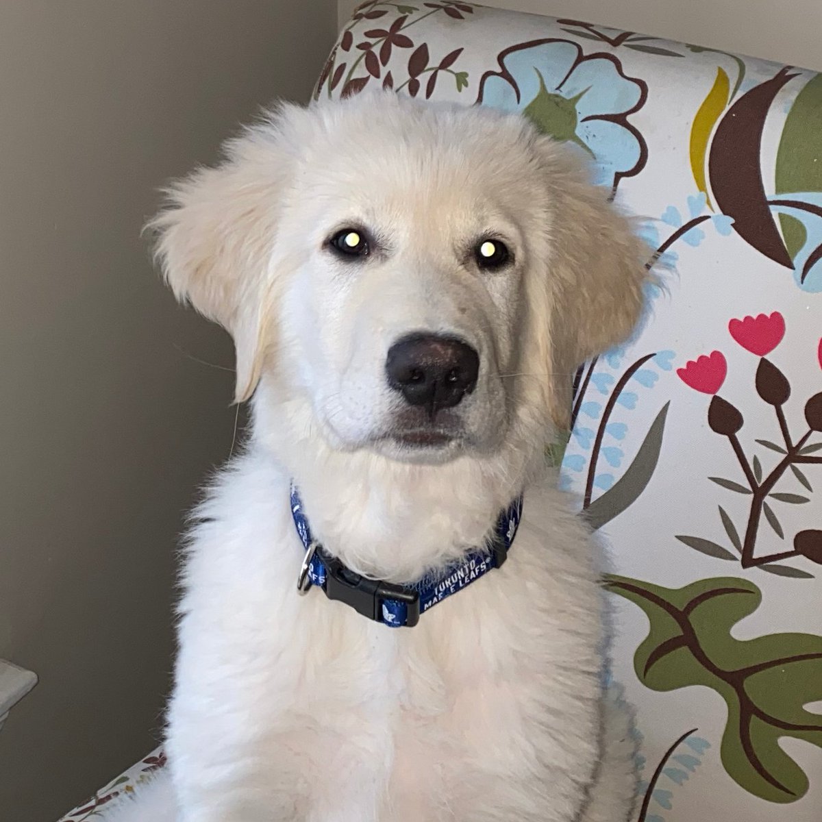 HRPSMiltHH's tweet image. We are seeking the public's assistance in locating a 2015 black Toyota Tacoma truck that was stolen from Milton with a 4 month old puppy named Hudson inside. The license plate is AY88007. Please contact police if you see this vehicle.&amp;gt;TS