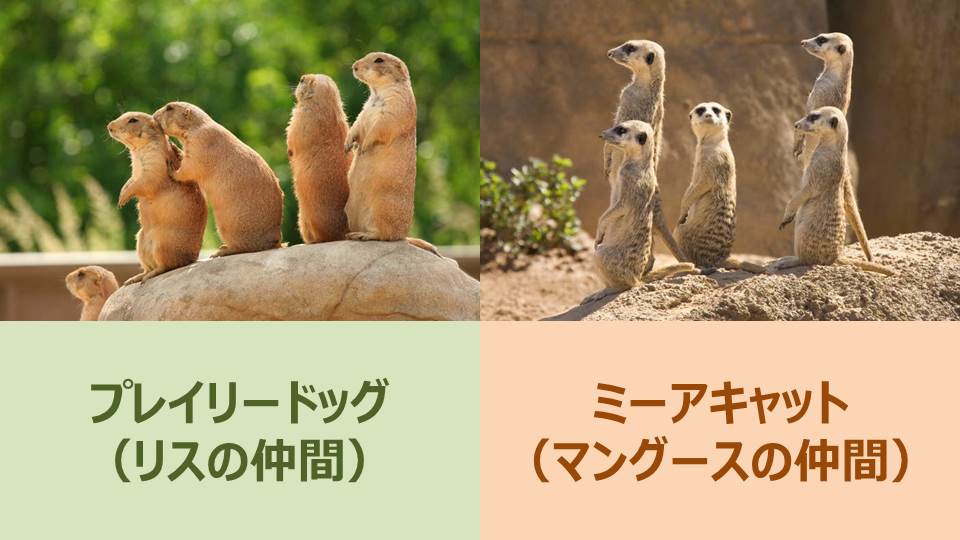 もとや プレイリードッグとミーアキャット どっちも犬でも猫でもないってマジ かわいい顔してるくせに いままでよくもだましてくれたなぁぁぁあああ もとや プレイリードッグとミーアキャット どっちも犬でも猫でもないってマジ かわいい顔してるくせに いままでよくもだましてくれたなぁぁぁあああ