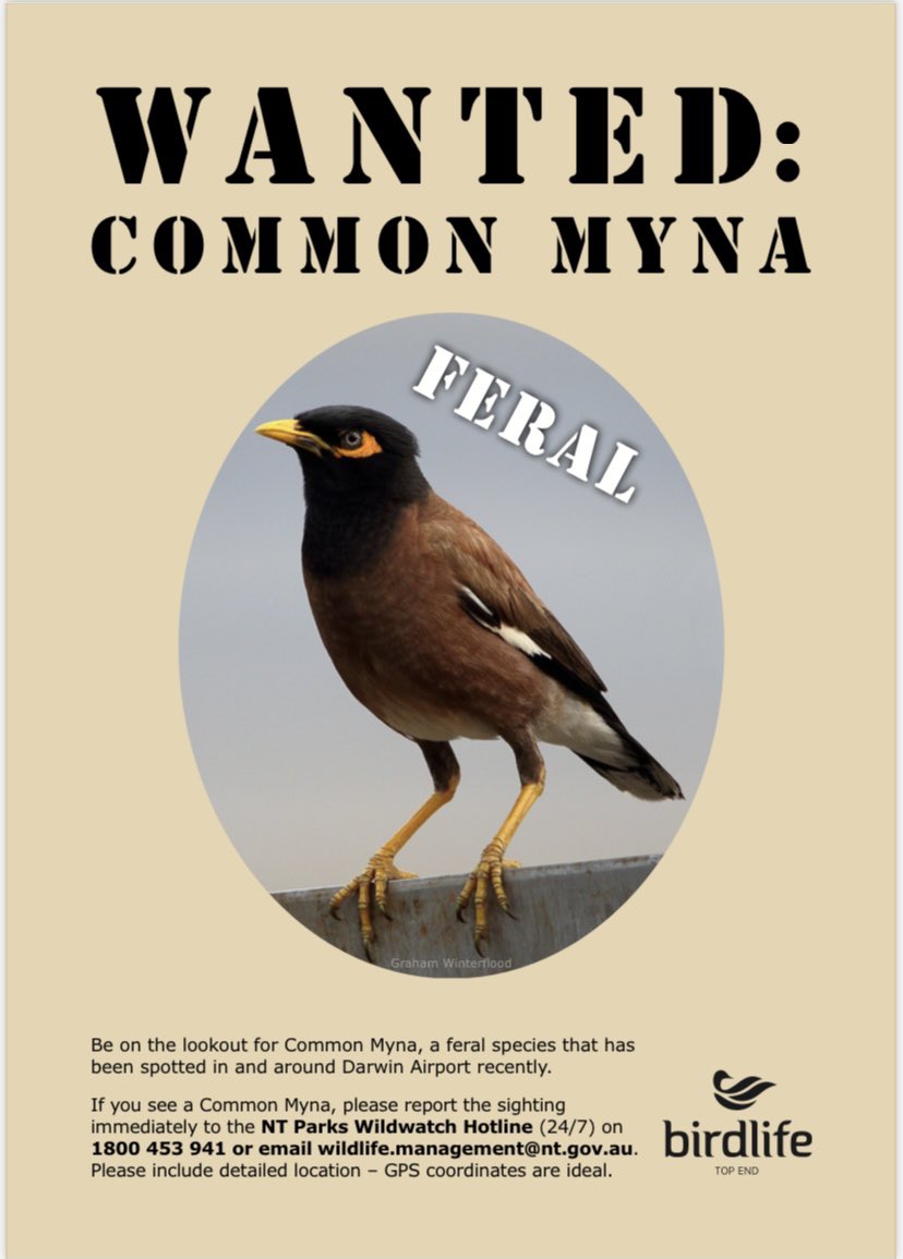 BirdLife Top End (@birdlifetopend) on Twitter photo COMMON MYNAS in #Darwin. Photo of a common myna with information about who to report sightings to. COMMON MYNAS in #Darwin. Photo of a common myna with information about who to report sightings to.