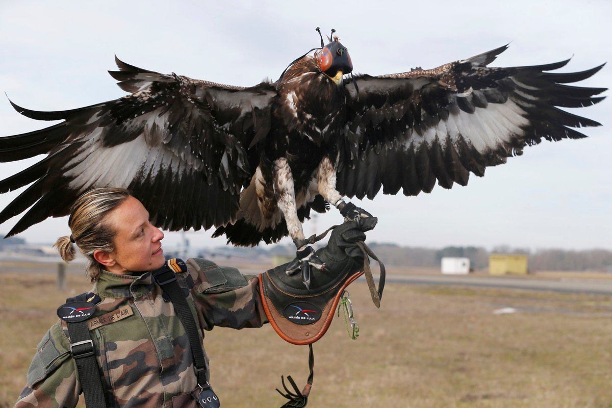 圖 法國空軍的「猛禽部隊」