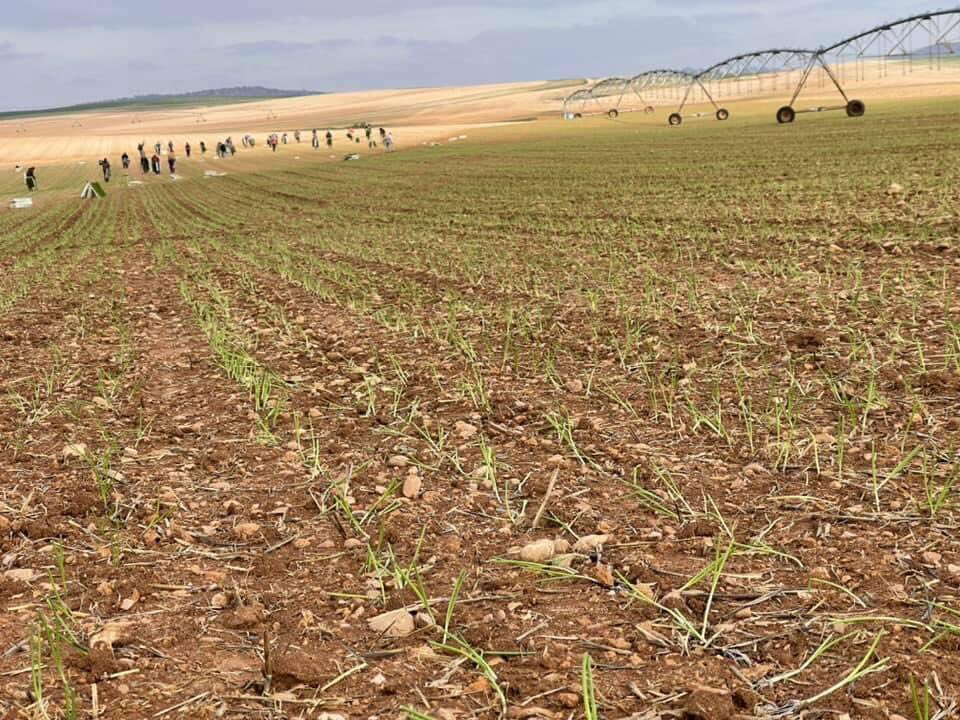juanviperezaras's tweet photo. @agropopular seguimos desde #Benisanó poniendo en valor nuestras agro-empresas. Como #NayDa en plena plantación de Cebolla Dulce 🇪🇸 en la zona de Castilla La Mancha. Y la siembra de cebolla tardía para la campaña de invierno #AgropopularCarnicerías https://t.co/XScUQceASv