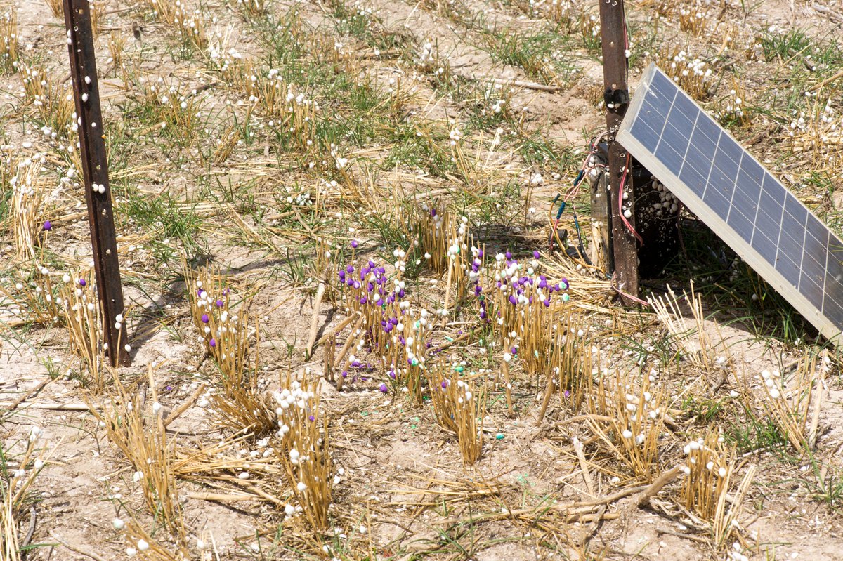 Mark and release research of snail activity / response to molluscicides southern YP. Recorded on time lapse cameras. 
facebook.com/10000057518025…
Thanks to <a href="/MichaelNRM/">Michael</a>, Northern and Yorke Landscape Board and Minlaton Ag Bureau