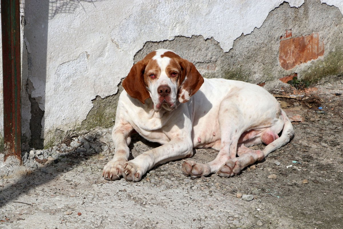 Edirne'de ortaokul öğrencisi Doruk Pala'nın kumbarasında biriktirdiği parayı bağışlamasıyla başlayan yardım kampanyasıyla ameliyat edilen "Cangöz" isimli sokak köpeği yeniden görmeye başladı

Milliyet Dijital’le #HayatıKaçırma