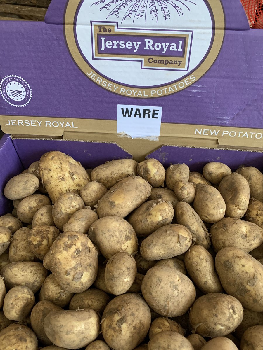 First of the Jersey Royals!