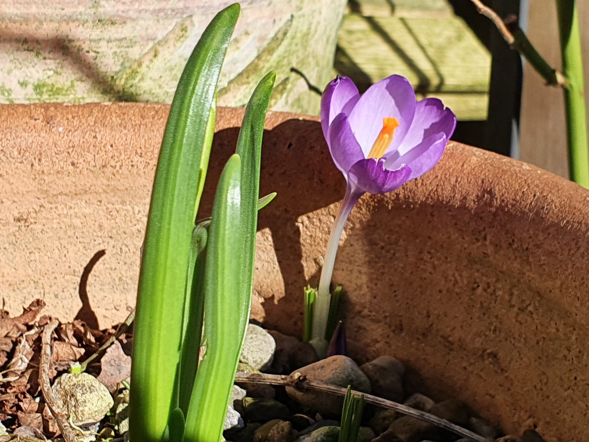 Finally got around to putting up the insect house and Spring is definitely arriving in my #yarden today.  Now we wait......🙏🐝 #globalwilders #SpringIsComing #springwatch #yardenwatch #climateactionnorth #naturetherapy #Mindfulness #weekendsforwildlife #nature