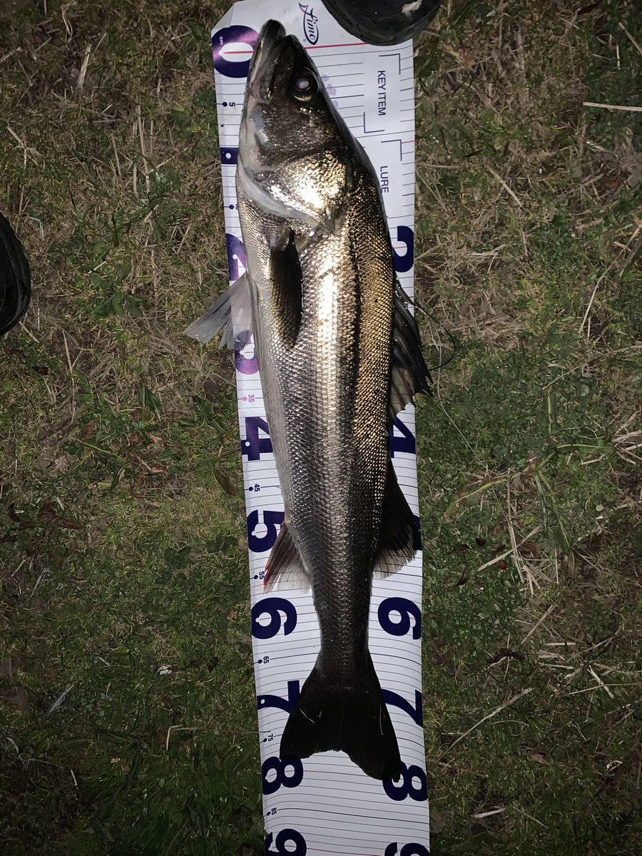 社畜アングラー Seabassstart Twitter