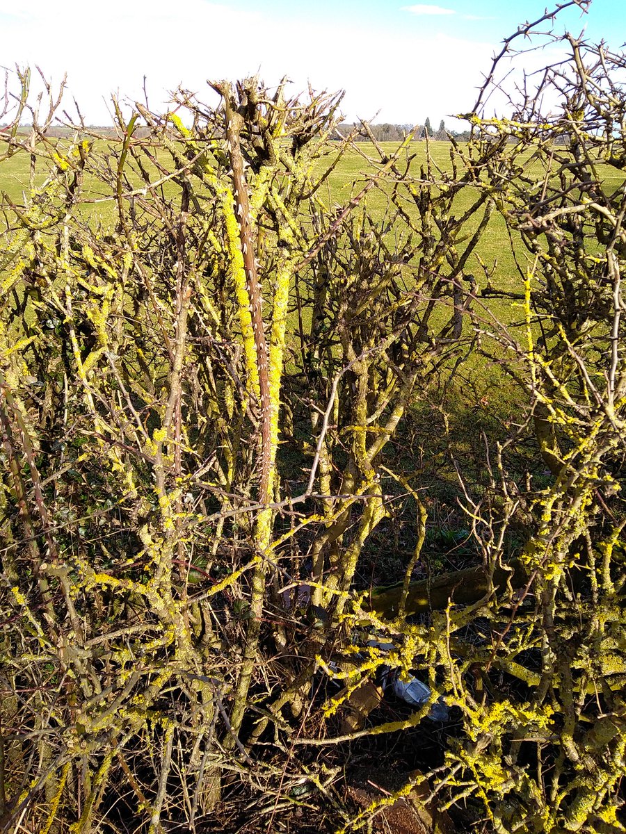 PhilsPlot's tweet photo. @zombiestitcher Hedgefull of sticks! #StickSaturday https://t.co/swk13U0BNL