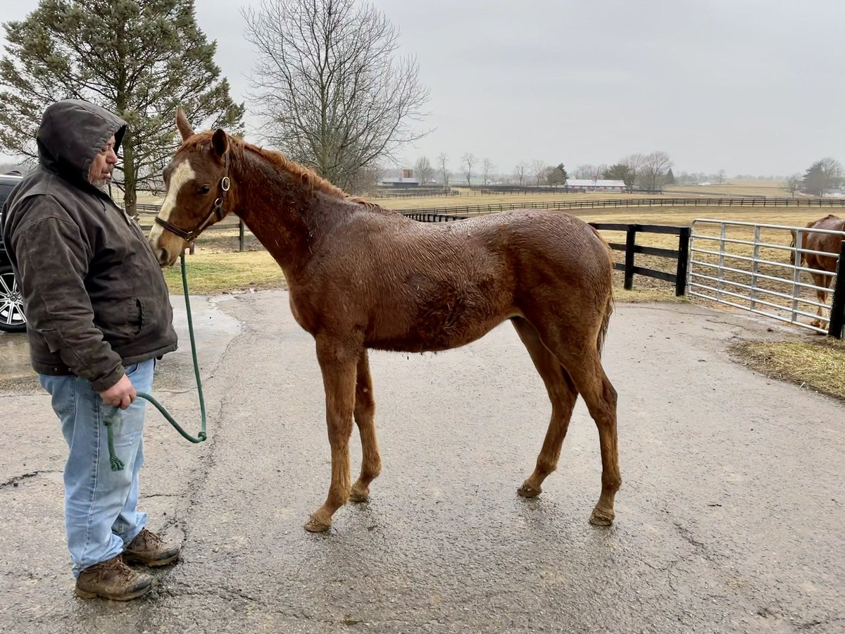 LizCino's tweet photo. Waiting on a Noble Mission sibling to this Not This Time colt, who looks great just being pulled out of the field in the pouring rain. #yesthistime #notthistime @TMStallions @LanesEndFarms https://t.co/yZjLs1xSuW