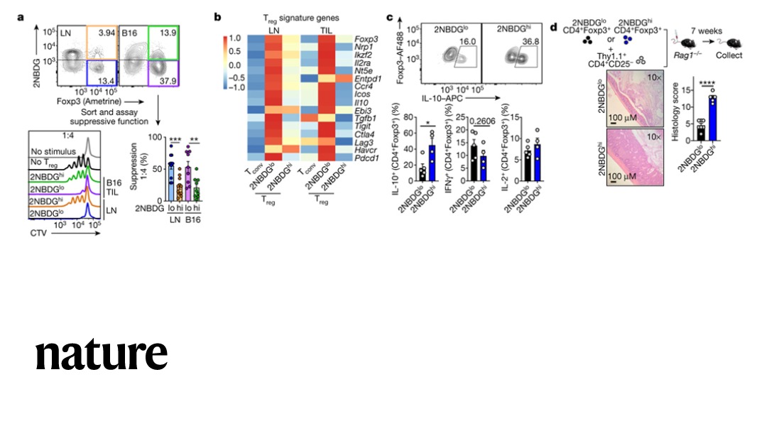 A paper in Nature shows that immunosuppressive Treg cells in the tumor microenvironment can preferentially use lactate as a fuel source. go.nature.com/3kbShgS