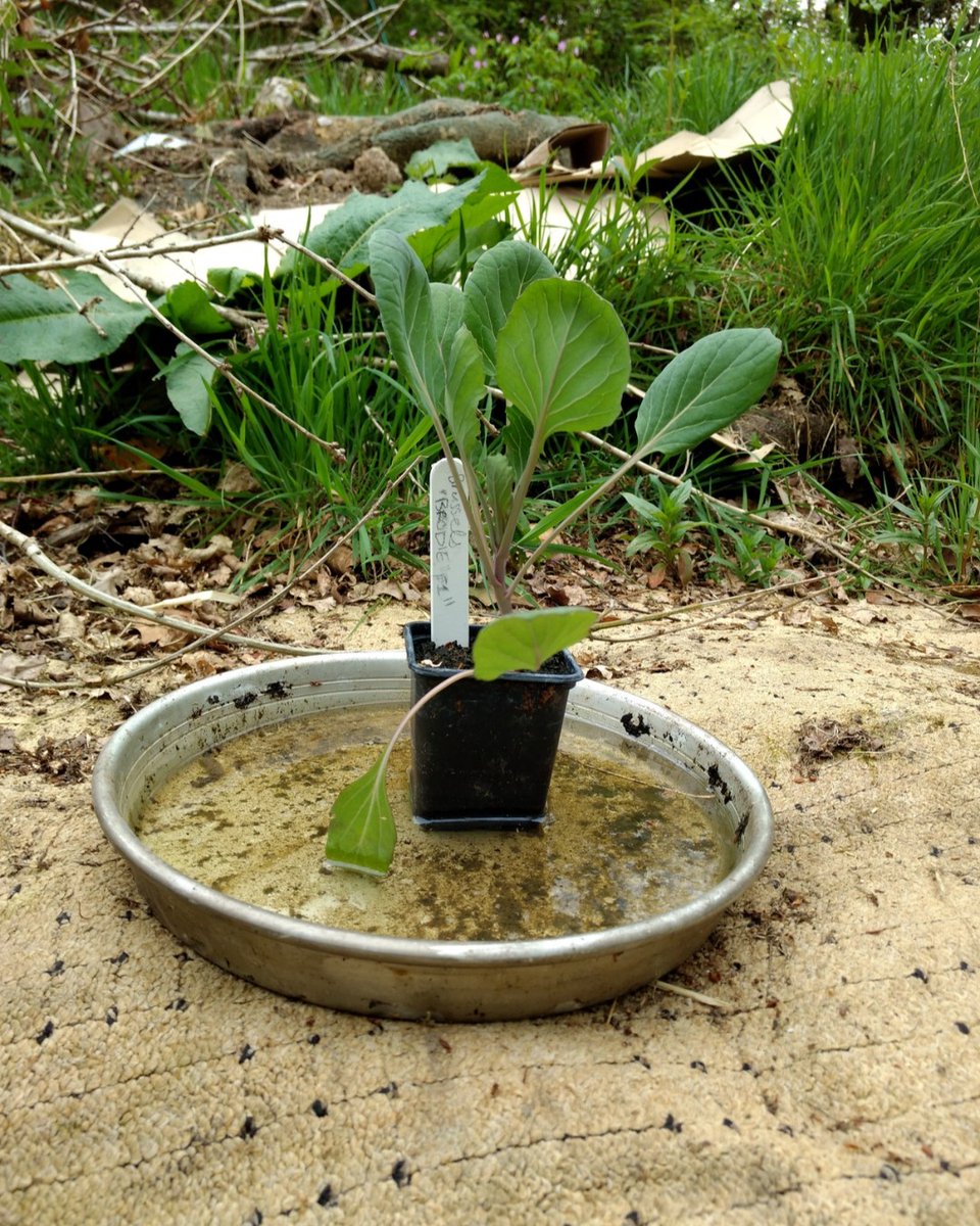 Moats! These dishes were rescued from a scrap yard. They were used for cooking Pizzas before the firm closed. Keep them filled with water &amp; the slugs are stumped &amp; the plants are watered. Do non harm at the veganic farm. #veganic #organic #slugs #moat #seedlings #plants #safe