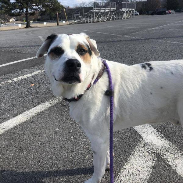 Roscoe is a very sweet boy, once he warms up to you he will never leave your side. Roscoe loves taking walks on sunny days. He would be happiest in an adult-only home where he is the only dog. He has also lived with cats successfully.