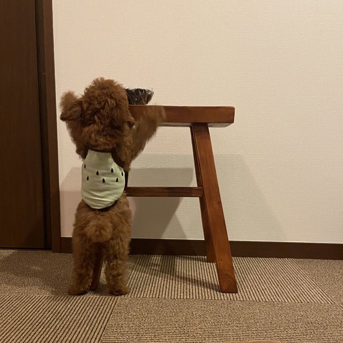 Toypoodle Karaさんのイラストまとめ