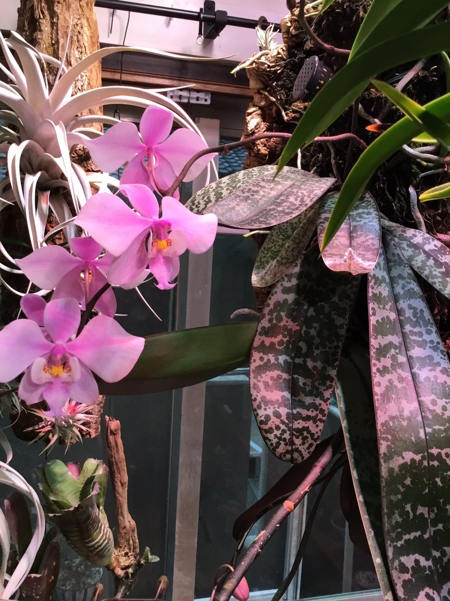 胡蝶蘭原種、ファレノプシス・シレリアナ。 葉っぱ綺麗。 花いっぱい