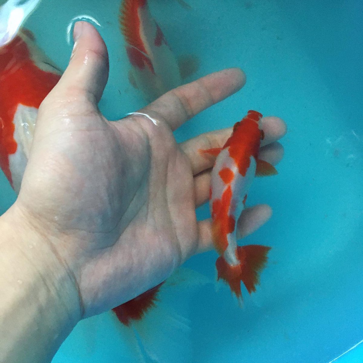 更紗和金 Twitter Search