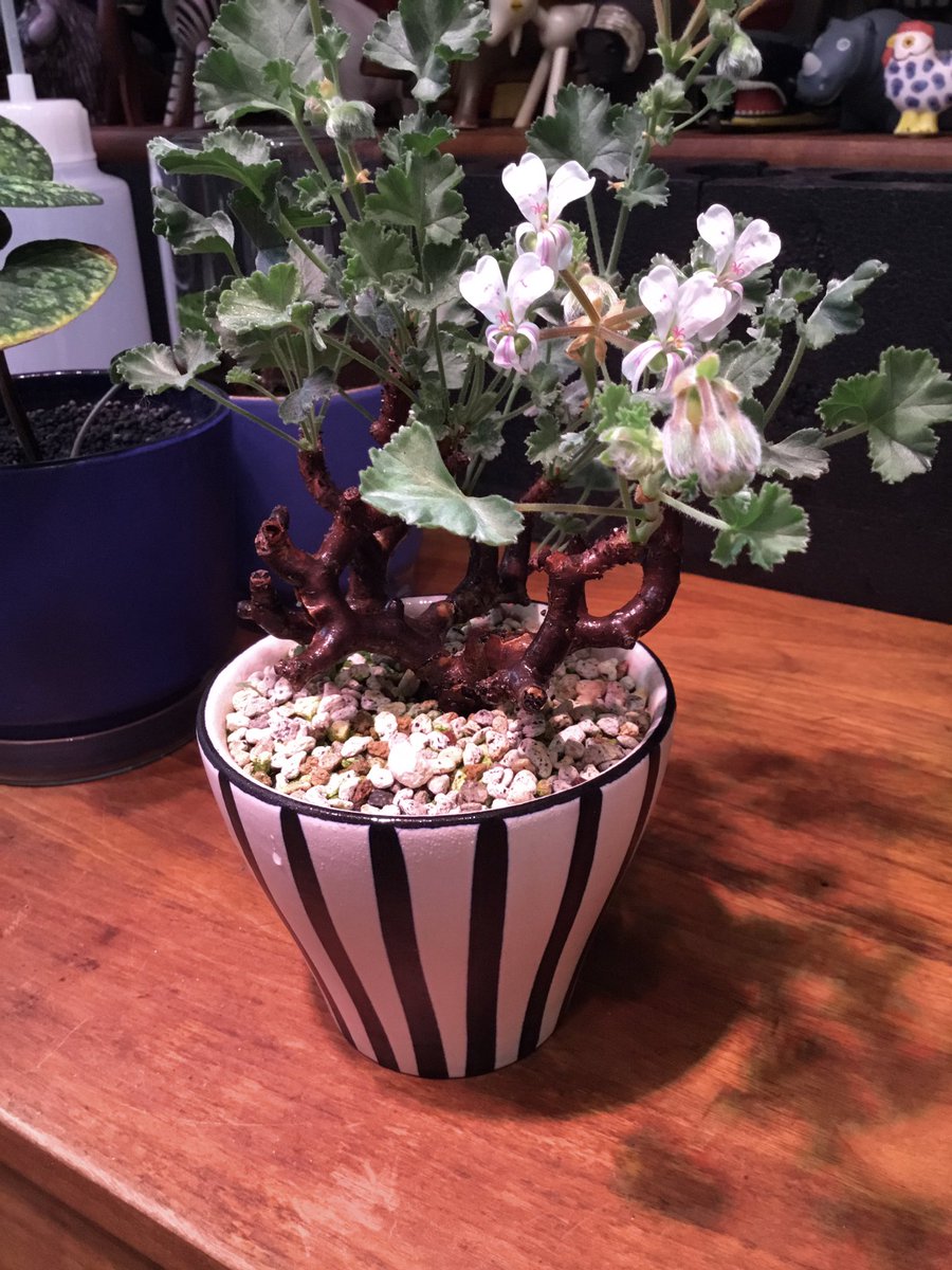 ペラルゴニウム ミラビレ 開花間近 鉢ごと発送 ペラルゴニウムミラビレ