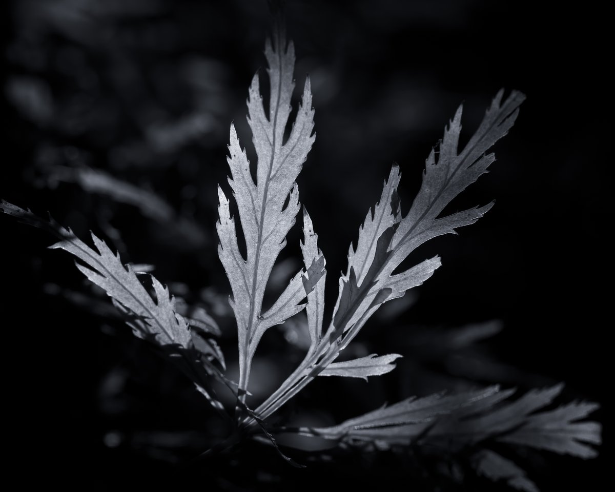 HarrisonPhair's tweet photo. #Japanese #Maple
#Acer #palmatum ‘ #Dissectum #Atropurpureum’
🌳🌿🍁🍂
#z6 #105macro #helicon

#autumn #leaves #autumncolours #red #bnw #blackandwhite #garden #tree #shrub #plant #nature #bronze #leaf #sunlight #focusstacking
@NikonatGrays
@GWandShows
@angelantics
@kewgardens https://t.co/ATgYOf1WlY