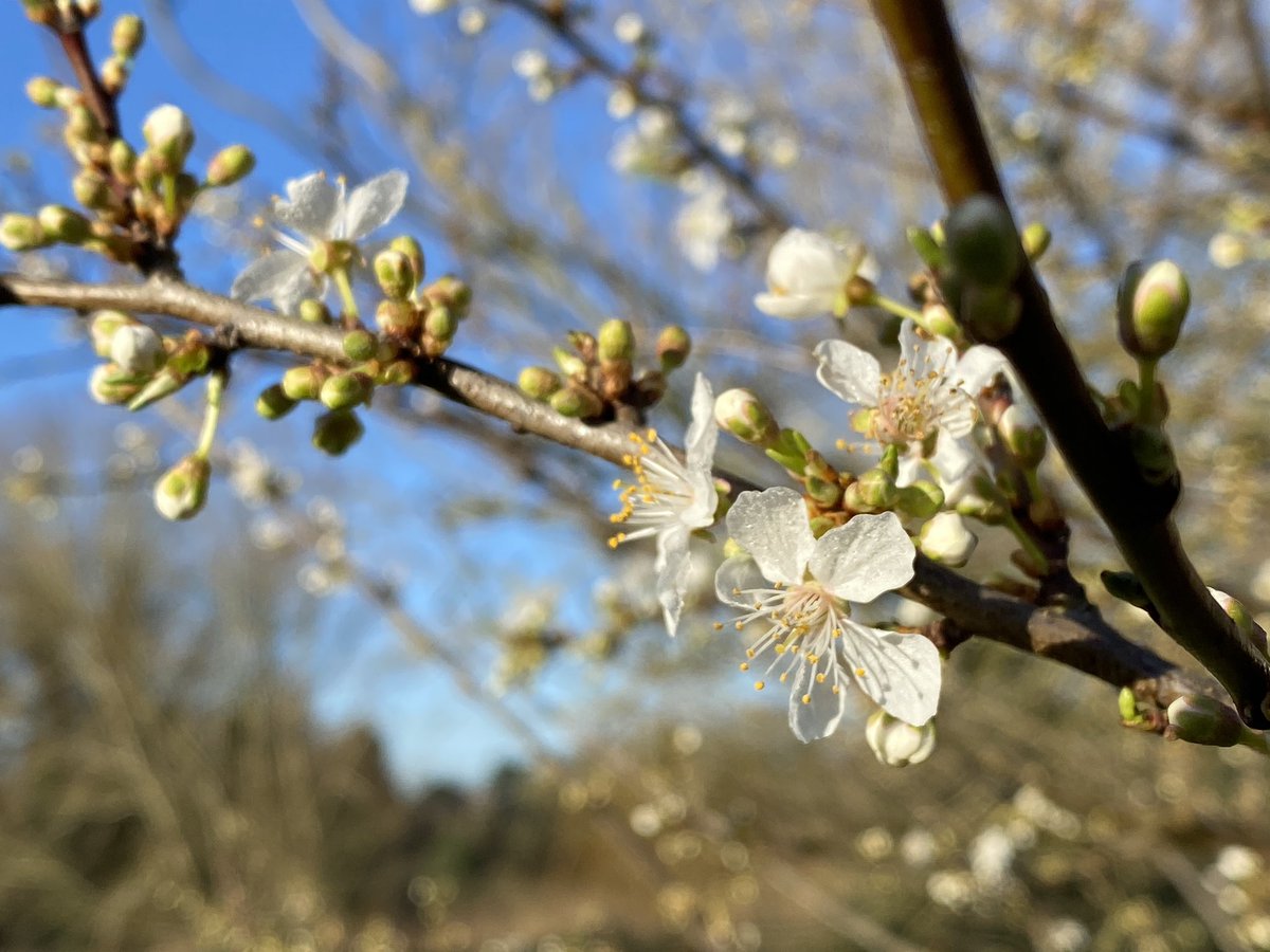 richard crabtree tweet media