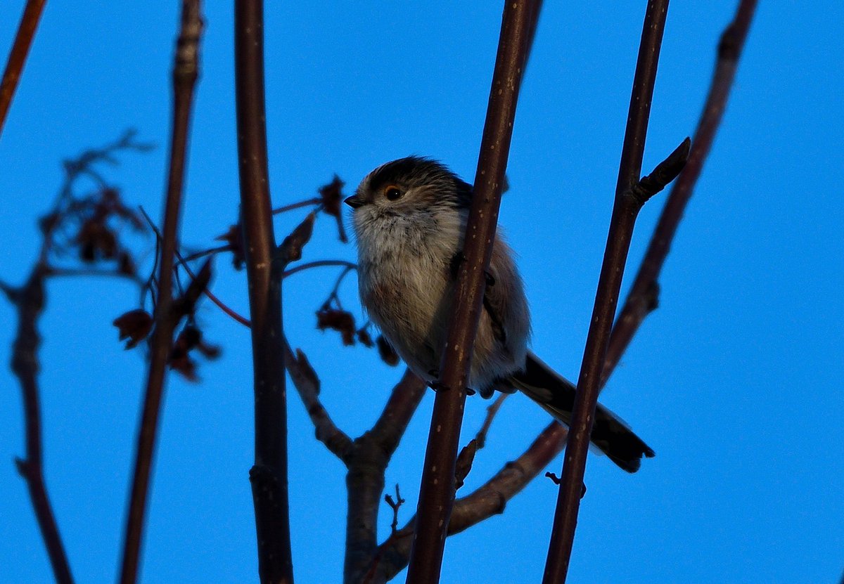 Captured this pair of Bullfinches, a Long Tailed Tit and Blue Tit yesterday.

#Haddington #EastLothian
<a href="/BBCSpringwatch/">BBC Springwatch</a> 
@melnorris58 <a href="/islaxrosex/">isla</a>