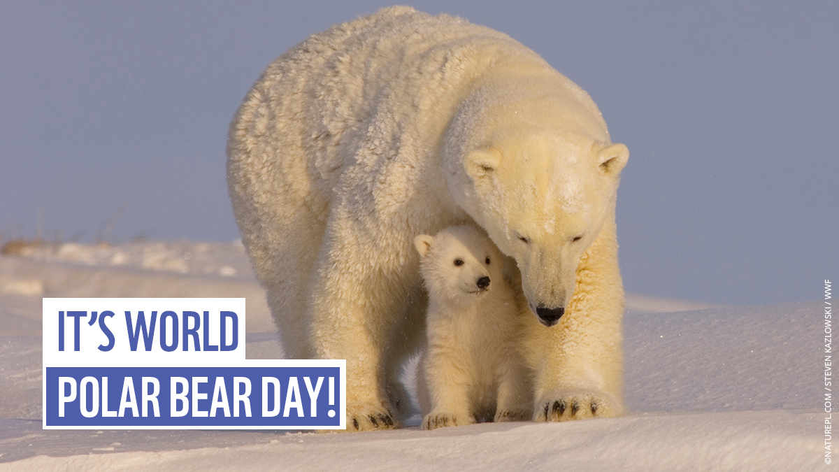 wwf_uk's tweet photo. It's #WorldPolarBearDay!

It’s hard to imagine such impressive predators being vulnerable, but man-made #ClimateChange is making life tough for them – so their fate could be in our hands. We mustn’t let them down. https://t.co/d4uWN3GJQL