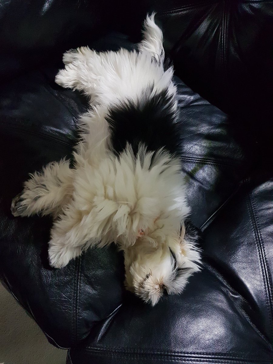 Pasiji žvot, all over 🐶