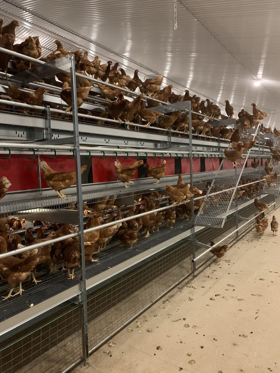 Girls enjoying their new home! 🐓