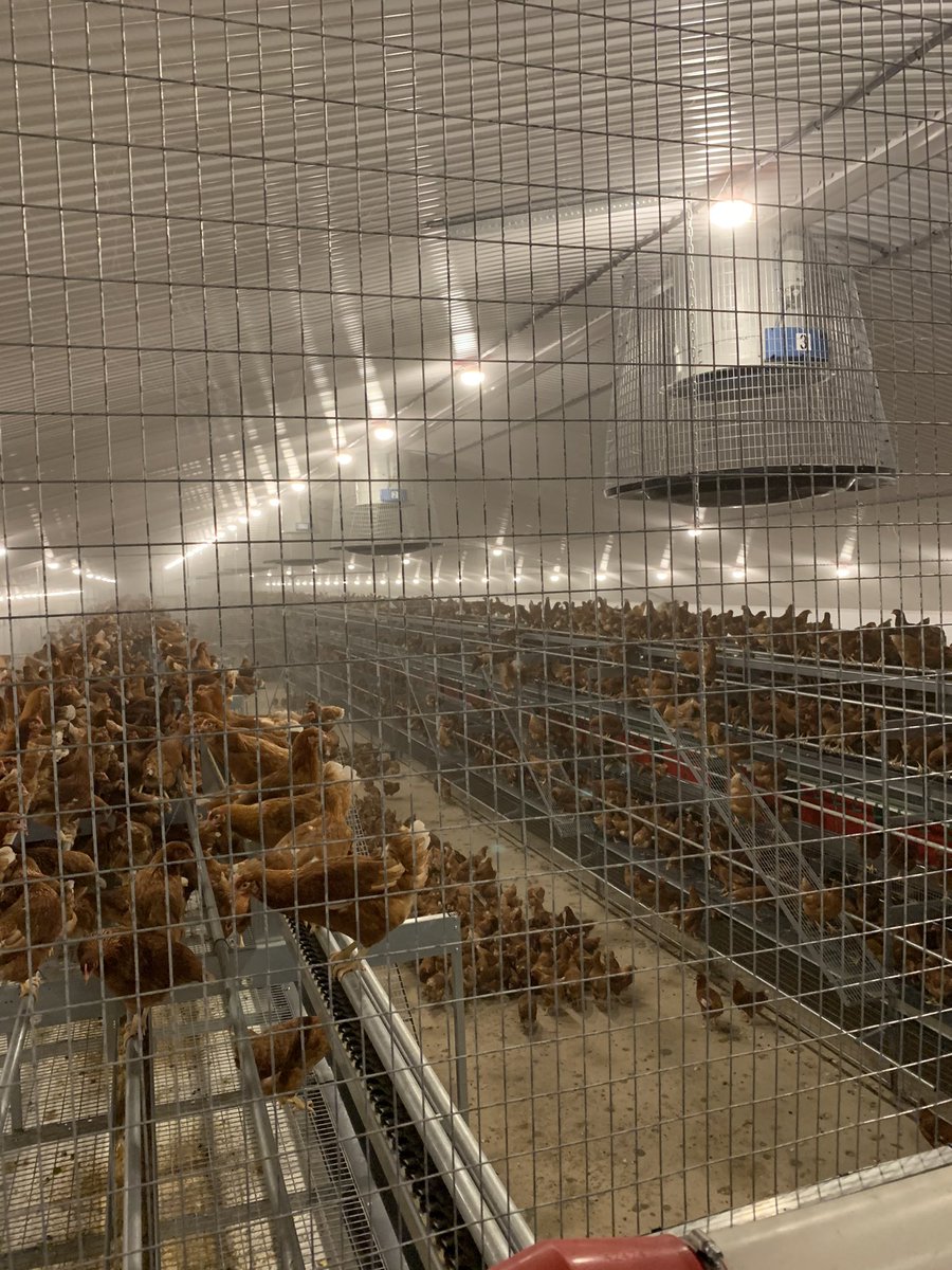 martinjctwit's tweet photo. Girls enjoying their new home! 🐓 https://t.co/r2qh40jozg