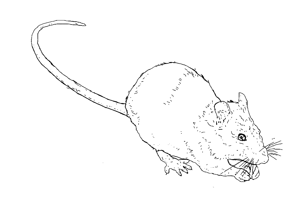 ioo_ioooo's tweet photo. today I drew a rat for the game
\\\\\\\\\\\\\\\\\\\\\\\\\\\\\\\\\\\\
сегодня я нарисовал крысу для игры
\\\\\\\\\\\\\\\\\\\\\\\\\\\\\\\\\\\\\\
#RUTWITTER #draw https://t.co/24kjVCf6uH