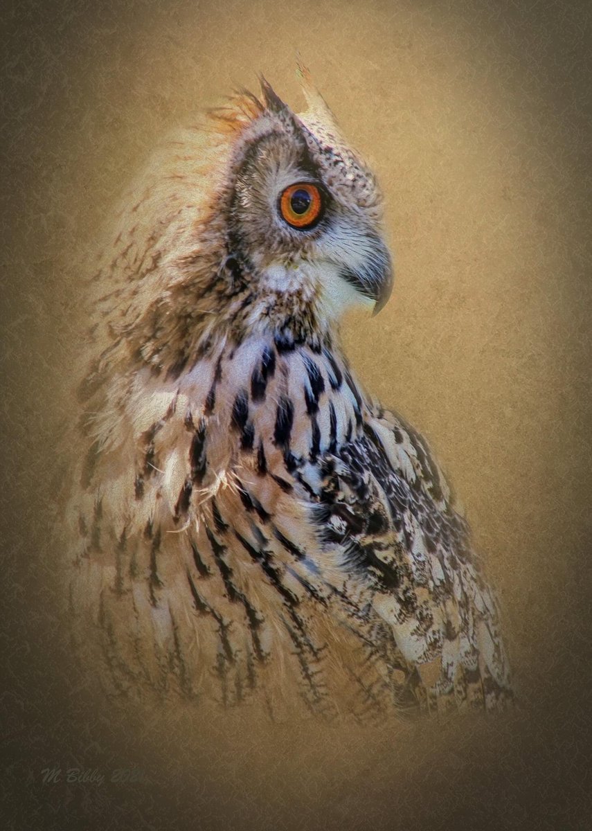 mlbibs's tweet photo. Started to have fun with PS - oh his eyes 😍 https://t.co/ib7OIq5wC2