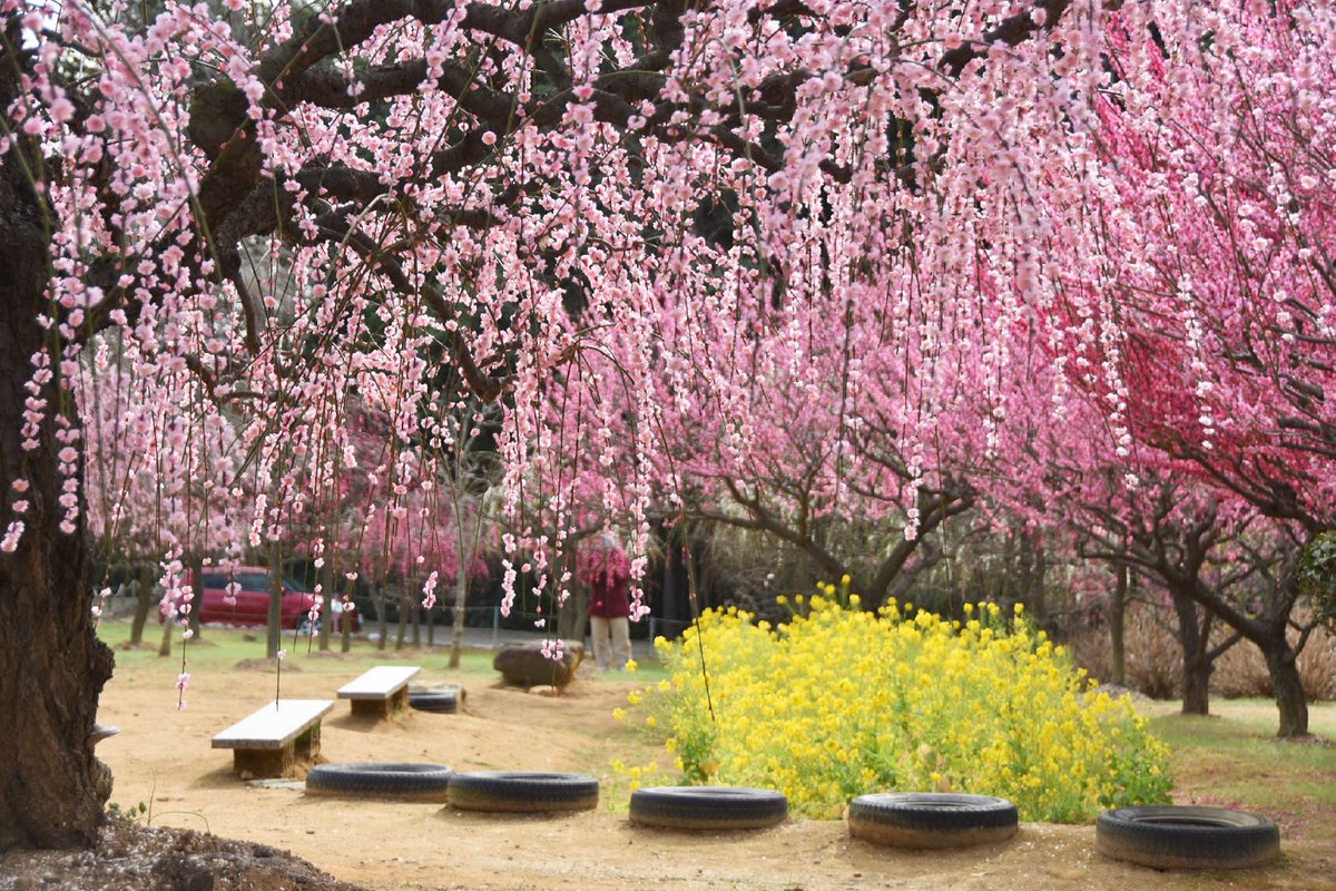 春のフラワー共演🌼🌺🌸
#田口梅園 #菜の花 #梅 #桜