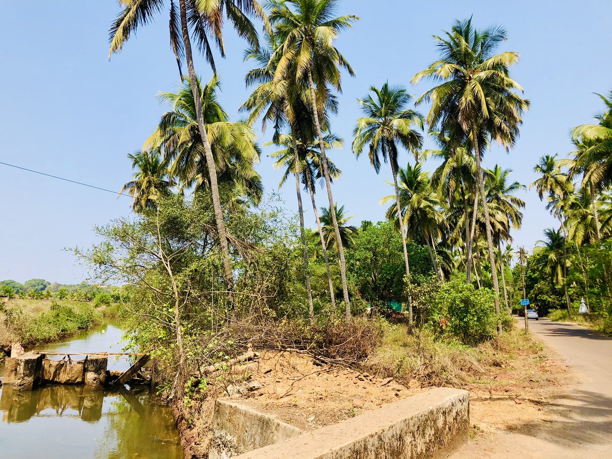 Chevane's tweet photo. Goa is love! ๐ #BeachLife #BeachBum #SunAndSurf #RealBeaches #LushGreen ๐ #traveldiaries #tangysorbet https://t.co/NZCgPQl7qA