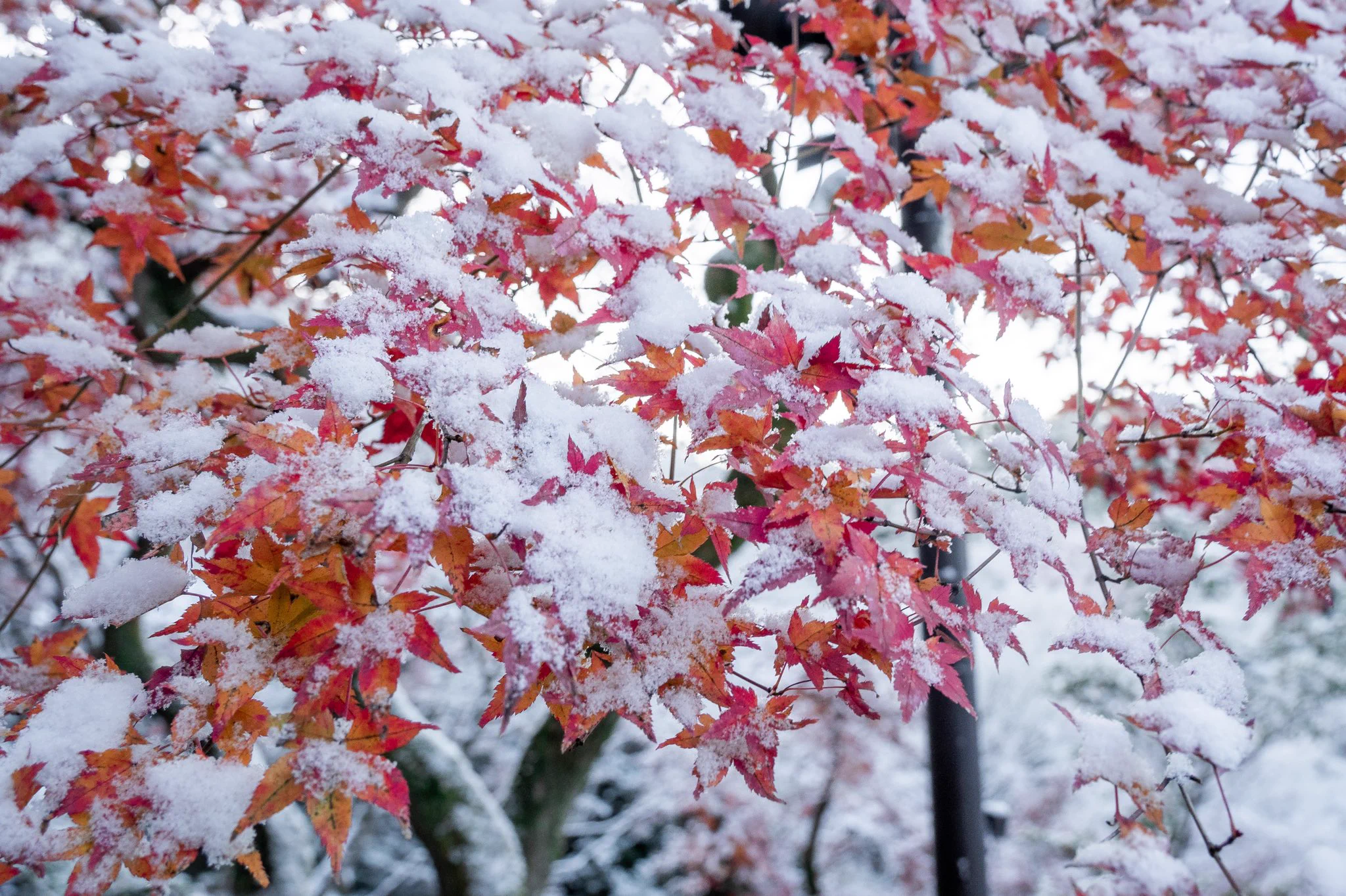 行くなら冬がオススメ？京都の白銀世界が美しい！