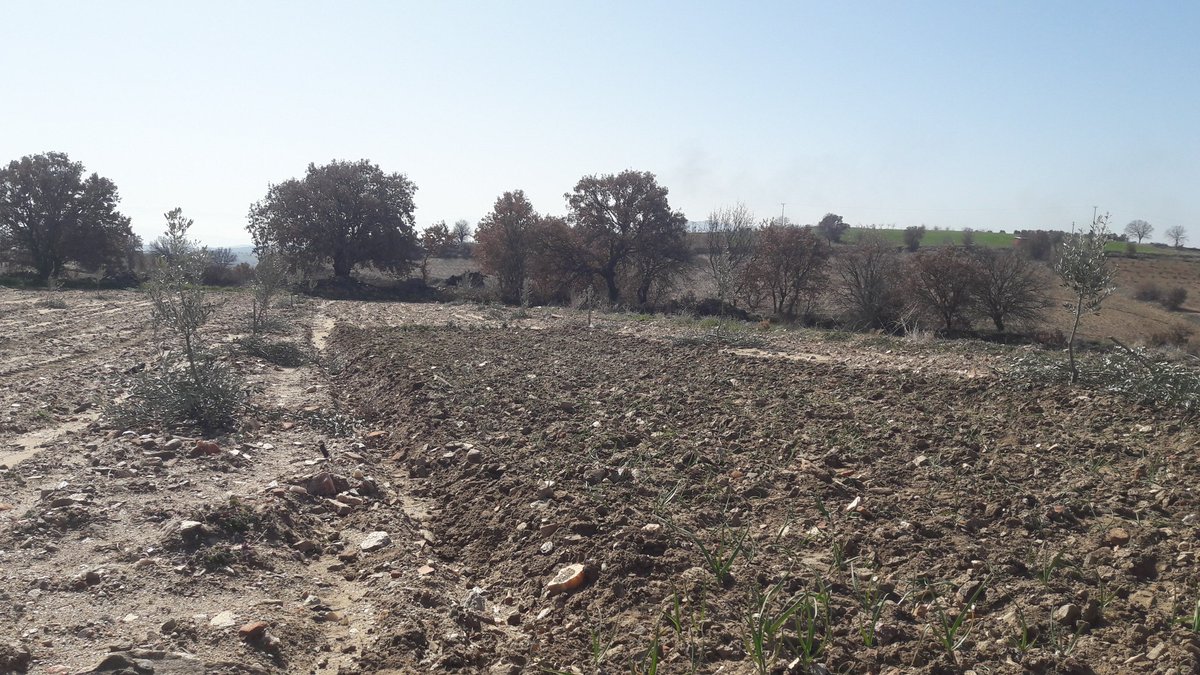 Zeytin budamasi yapilsin