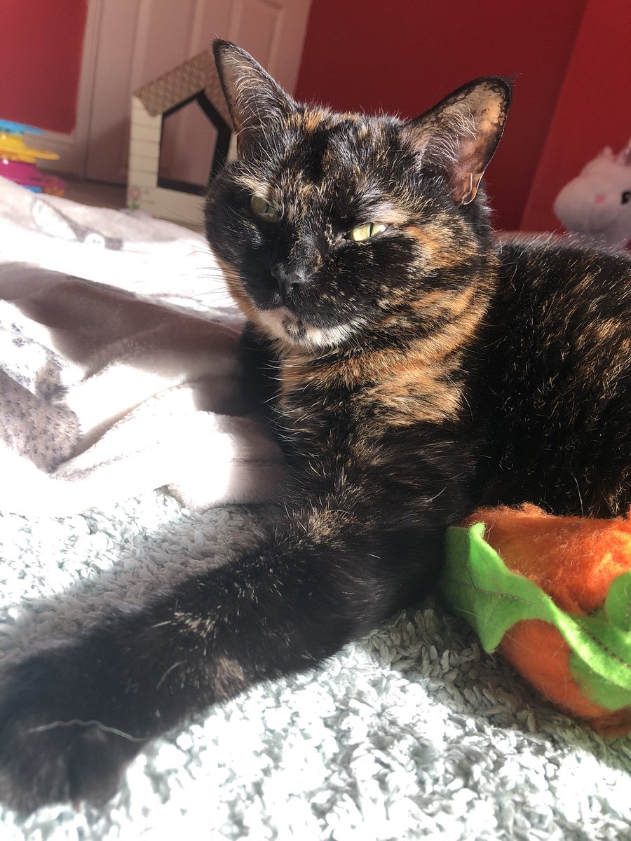 Biscuit_Meow's tweet photo. Everyfur, look what I’ve found... Some sun puddles 🐾☀️🌸😻💕 #bemorebiscuit @Mitheexferal @TobiasandJasper @AngelaStillwell @cat_samson @OssieAndLuna @AngusMcPussPuss @FreddieHoudini @MollyMoggy26 @lena_valentin_ @lell_sutherland @Dollythercat @DixDolly @duchess_meow https://t.co/Xoy0kyGiMa