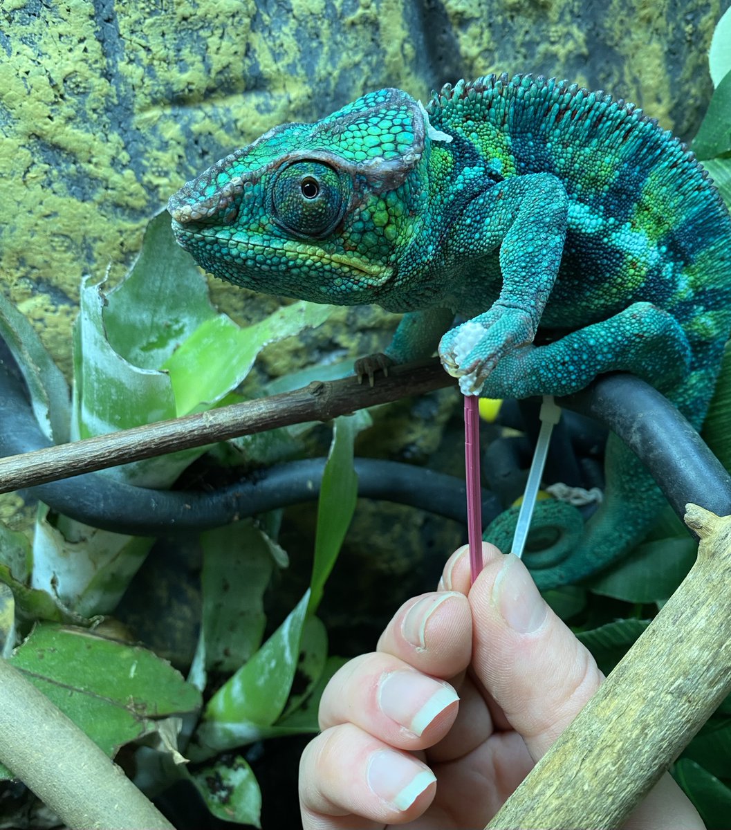 Peetree, our chameleon, is having hand therapy daily to help him with one of his front legs. We have been using this eco-friendly reusable ear bud during his therapy which he is getting really good at gripping!

#chameleon #handtherapy #disability #physio #education #croydon
