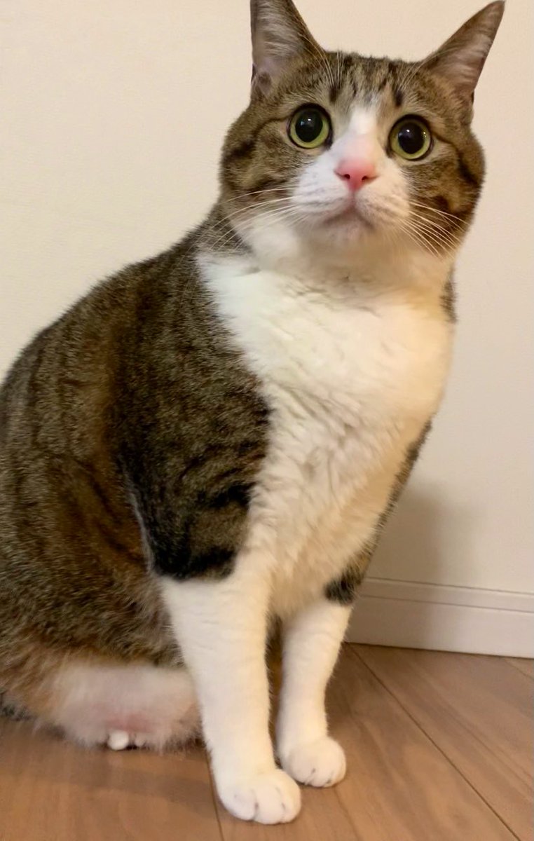 うなぎ と すずめ Unagi0627 Twitter