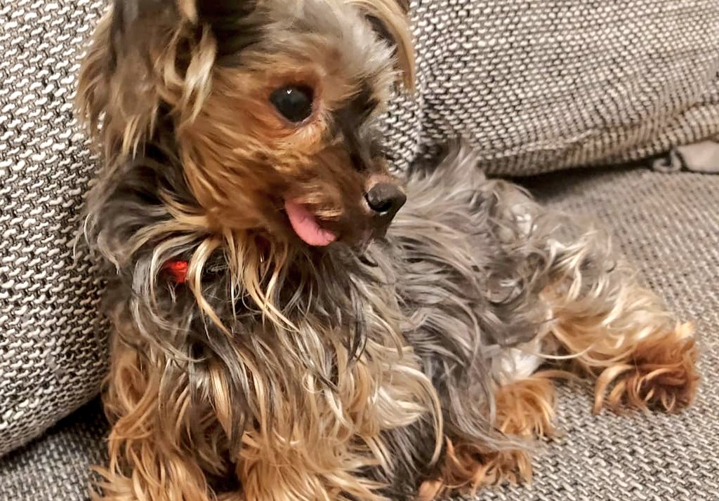SakutaShimizu's tweet photo. Guten Morgen na wie #gehtseuchso? Mir so lala,vorhin wo #Schatzi #Gassi mit #Shila raus #wollte #meinte ich noch #nimm #Schnuffi mit😭❤ bin es so #gewonnt das ich kurz #vergaß das sie im #Hunde #Himmel ist,zumindest hatte sie eine #restliche #schöne #Zeit https://t.co/DFzu7bAX5b