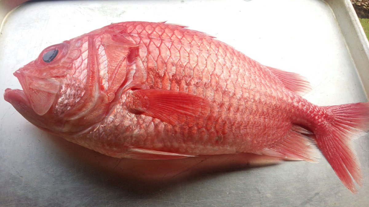 奈良の大正楼 エビスダイ えびす鯛チップス 恵比寿鯛の姿造り えびすだいの焼霜造り エビスダイ 恵比寿鯛 えびす鯛 イットウダイ科 鱗揚げ T Co Ijawydswhu Twitter