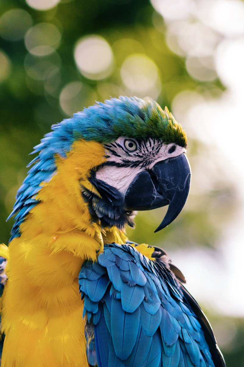Gearfoxx2's tweet photo. I love this bird
-
#birdwatching #BirdsSeenIn2021 #birdphotography #birdsofprey #BirdTwitter #birds #bird #Ecofriendly #CelebsForSmallBiz #BirdsOfPrey #scarlettanager #peep #birdwatching #birdphotography #NaturePhotography #naturelovers #wildlifephotography #thinkingofspring https://t.co/nTqDlYlko5
