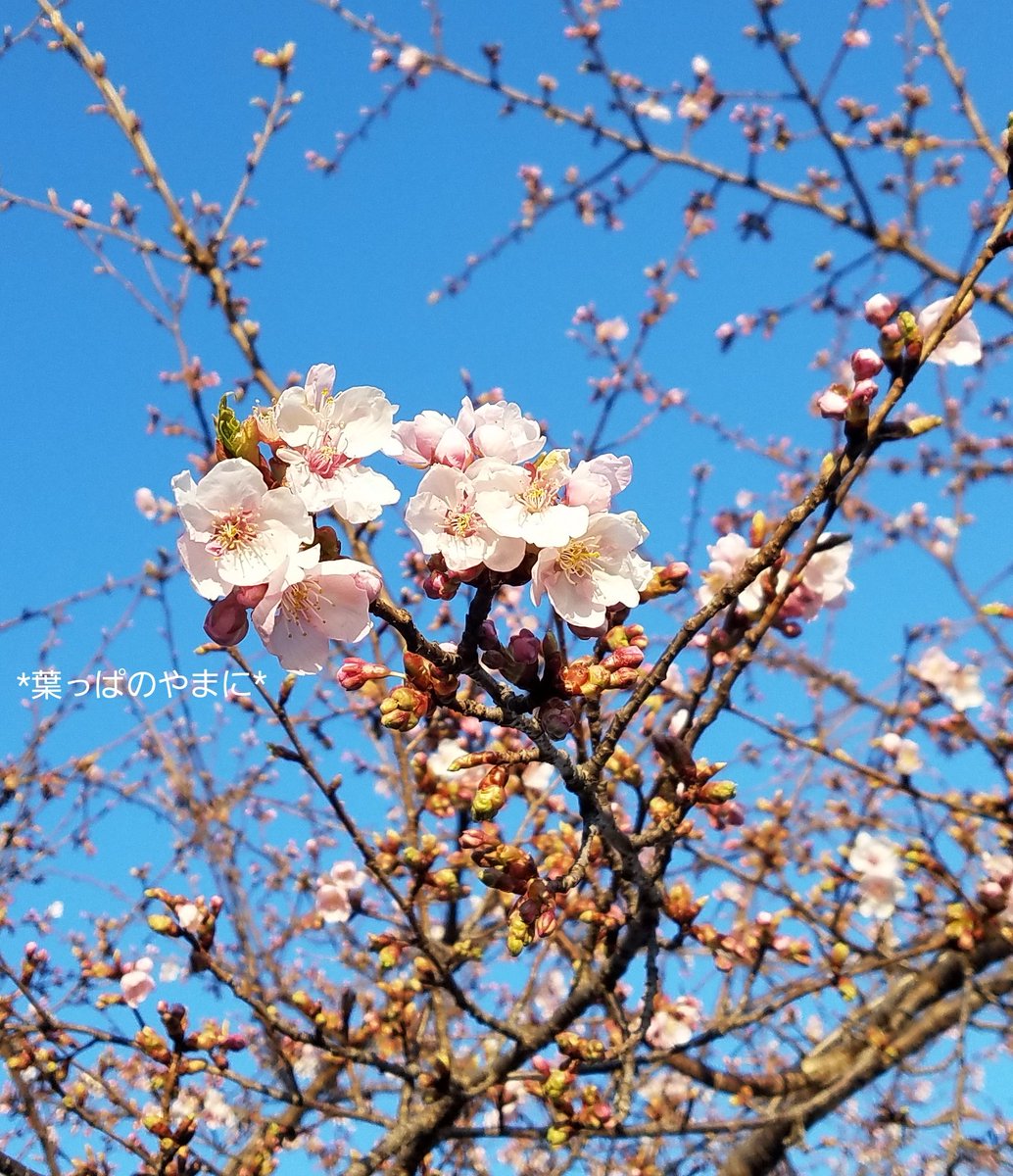 伊東小室桜 伊東小室桜