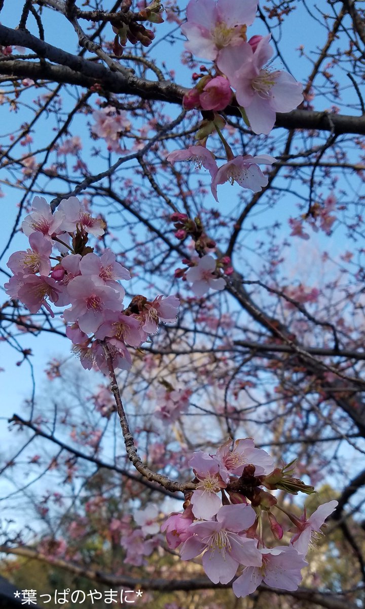 伊東小室桜 伊東小室桜