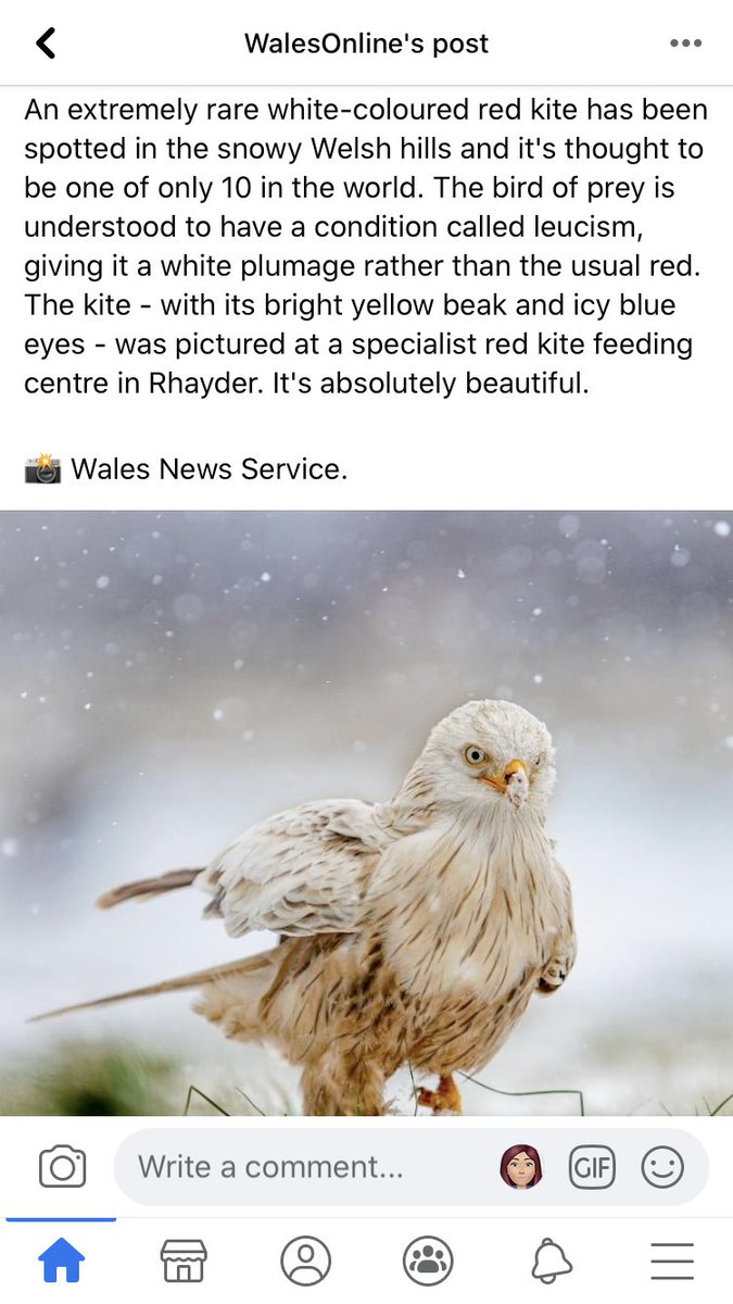 kelmark5214's tweet photo. @Year4_5ALC seen this thought Y4/5 would like to see this because  they were doing work on the red kite. https://t.co/mnlPqjuHPe