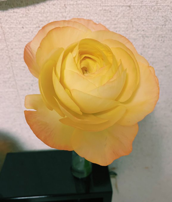 高橋淳子さん の人気ツイート 3 Whotwi グラフィカルtwitter分析