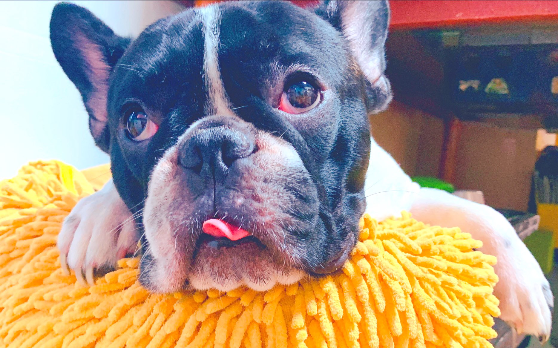 تويتر ラバブルコーラ クラフトコーラ على تويتر ブランドキャラクターになっているフィリックス です 皆様よろしくお願いいたします フレブル フレンチブルドッグ 犬のいる暮らし T Co Dgoncouf9p