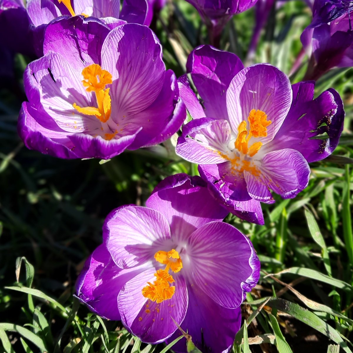 Richard_GP's tweet photo. Spring is definitely here early! Lots of  peeps about but plenty of space to spread out including the beach and in the sea! #10k #10krun #running #runningmotivation #doctoractive #gpactive https://t.co/4oXaoYZZpT
