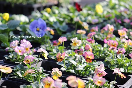 flower_nursery's tweet photo. 2021.2.27 を投稿しました。 #エキサイトブログ
https://t.co/X5rd1XngA2 https://t.co/iRiRJBuyga