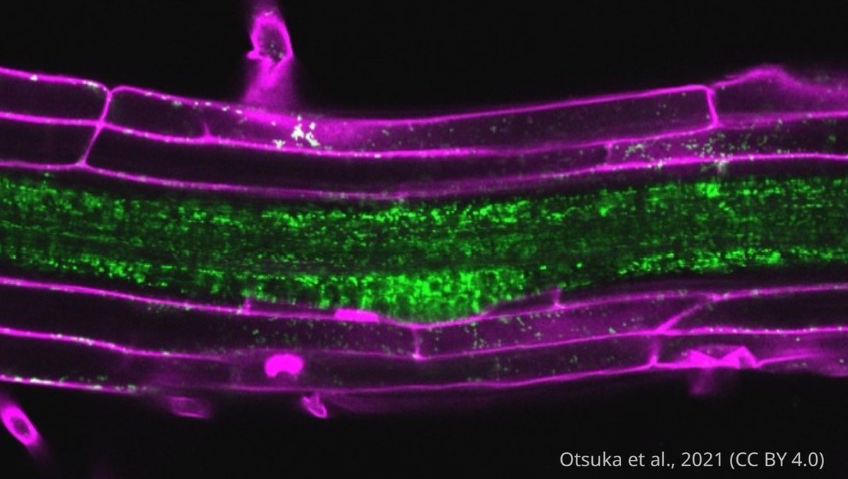 Arabidopsis mutants unexpectedly connect mitochondrial RNA processing to the control of cell division and growth as their roots grow and develop their shape elifesciences.org/articles/61611…