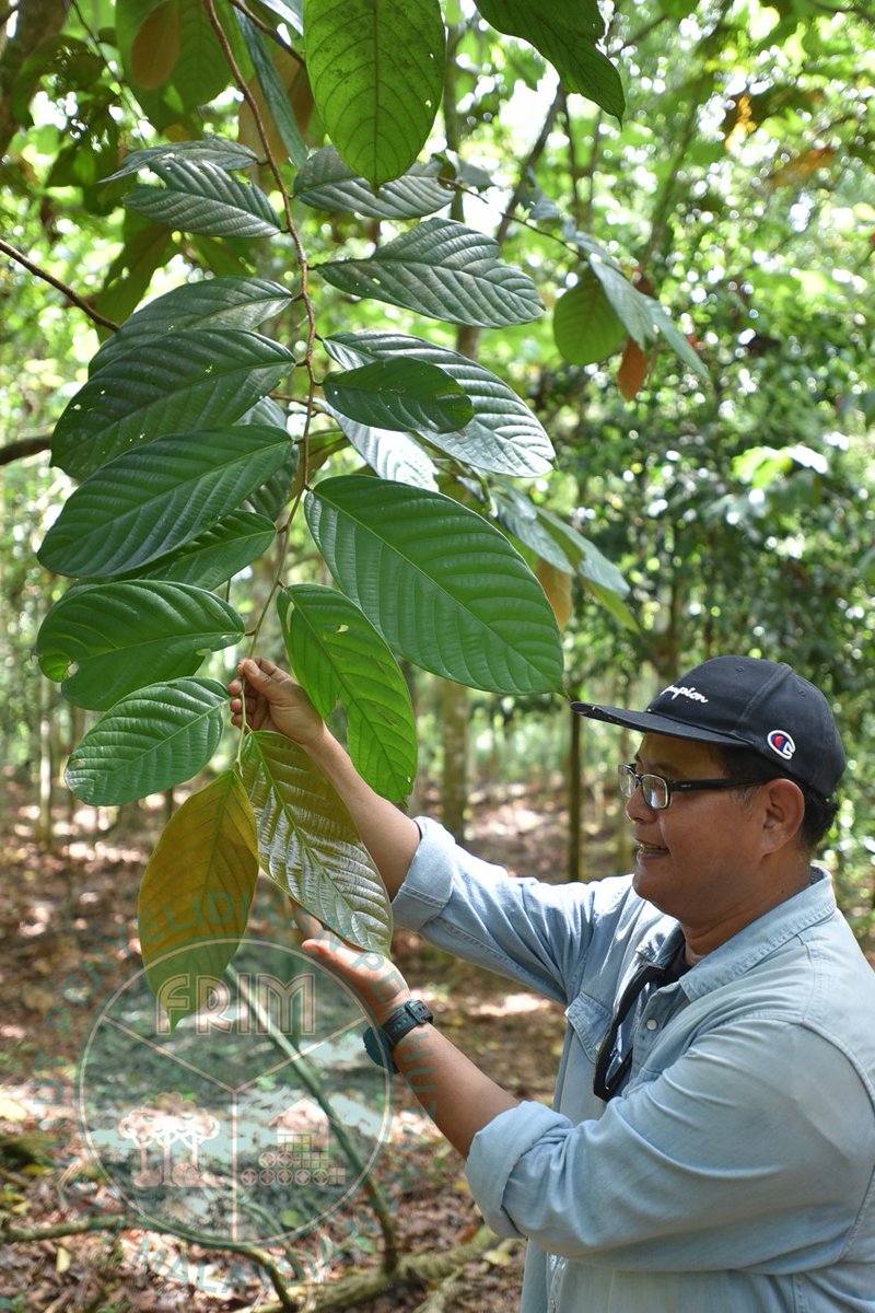 FRIMKepong's tweet photo. Saksikanlah rancangan ‘Stay Hungry, Stay Foolish’ #一门深入 di #ASTROAEC ttg usaha penghutanan semula (reforestation) oleh @FRIMKepong di #SPFBido
📆28 Feb '21 (Ahad)
⏰9pm
📺Saluran: AEC HD (Saluran 306) & Astro AEC (Saluran 346)
@100jutapokok https://t.co/SBPUF4LYlH