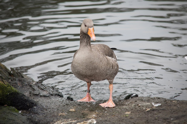 duckoftheday's tweet photo. 27 Feb 2021 - weekend waterfowl https://t.co/UsYw7uYUse