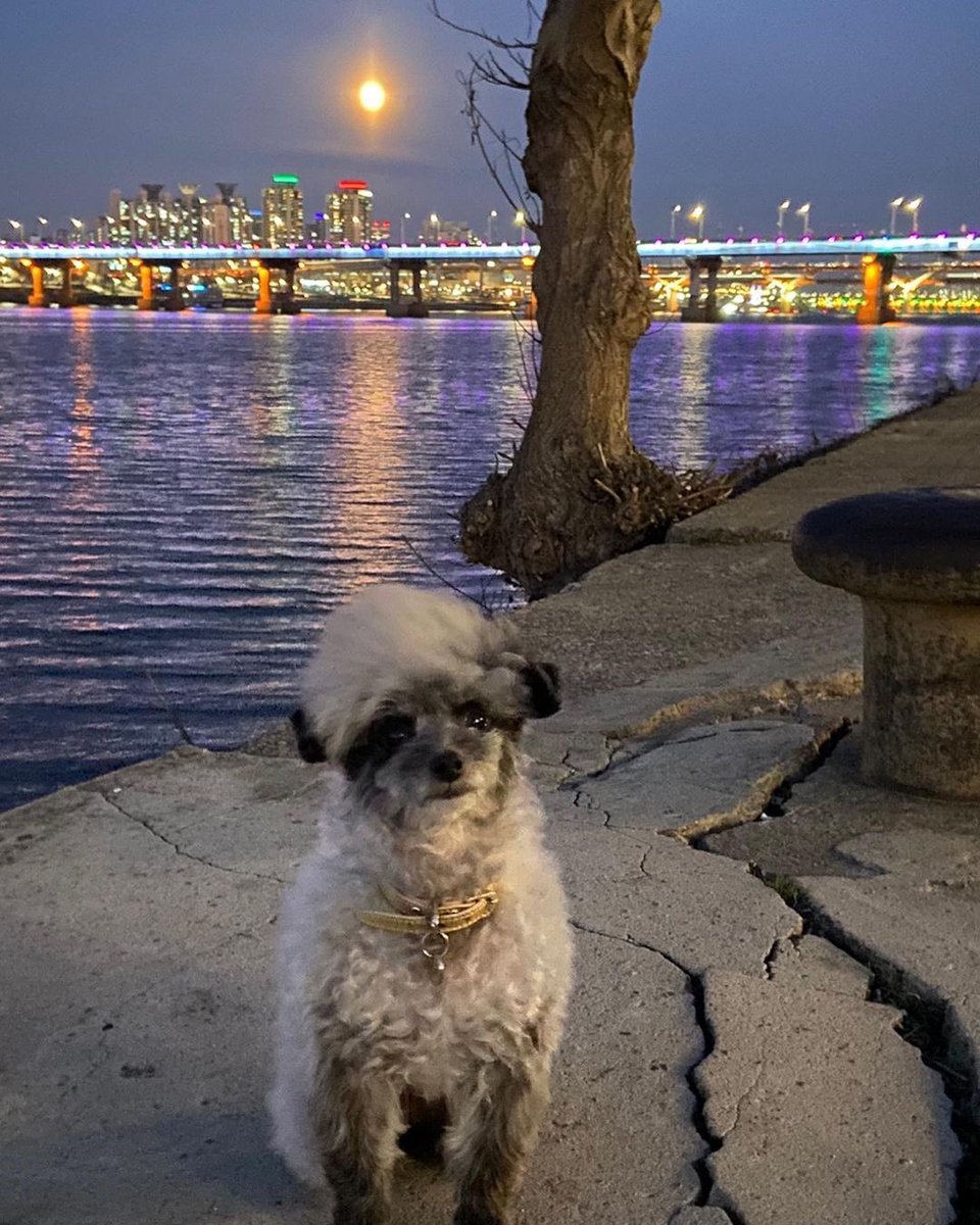 KYRSYJ's tweet image. [INSTAGRAM] dooeyuri: 어제 정월대보름이였는데 소원들은 비셨나요 ^^? 우리 소원들은 무슨 소원빌었어 🙏🏻 ? 
2021년 건강한 한 해 되세요 🐾 

#Dooe 
#뚜이